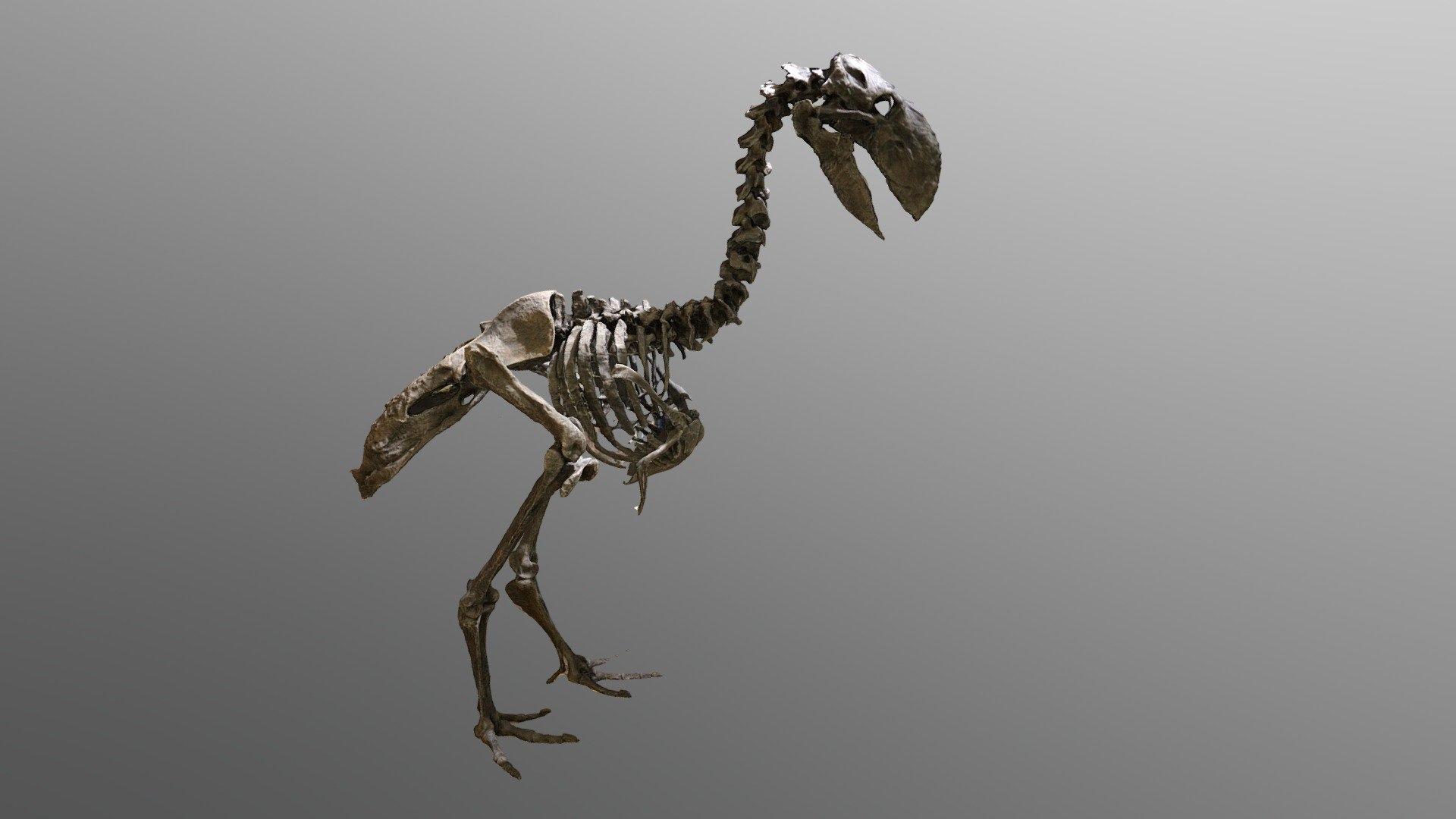 Fossil Ayam